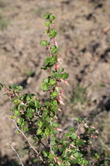 Ribes californicum