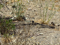 Callopistes maculatus