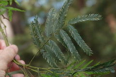 Acacia filicifolia