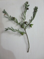 Thamnosma texana