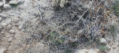 Neogaerrhinum filipes