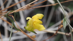 Neogaerrhinum filipes