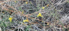 Neogaerrhinum filipes