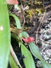 Haplopteris anguste-elongata