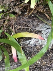 Haplopteris anguste-elongata