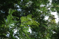 Acacia filicifolia