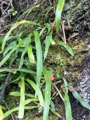 Haplopteris anguste-elongata