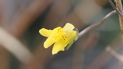 Neogaerrhinum filipes