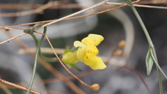 Neogaerrhinum filipes