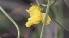 Neogaerrhinum filipes