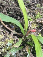 Haplopteris anguste-elongata