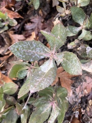Penstemon barrettiae