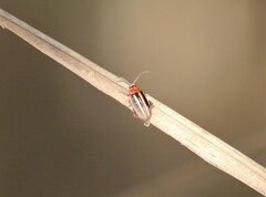 Disonycha glabrata