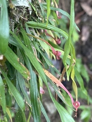 Haplopteris anguste-elongata