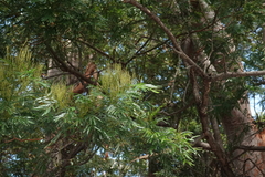 Acacia filicifolia