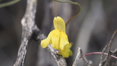 Neogaerrhinum filipes
