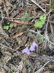 Cardamine nuttallii