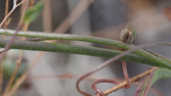 Neogaerrhinum filipes