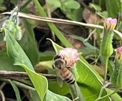 Apis mellifera