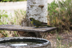 Platycercus caledonicus