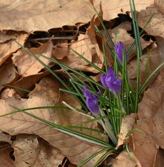 Crocus tommasinianus