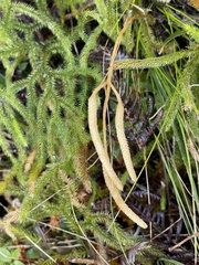 Lycopodium japonicum