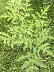 Prionosciadium thapsoides
