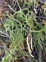 Lycopodium japonicum