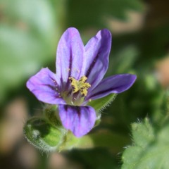 Erodium brachycarpum