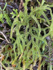 Lycopodium japonicum