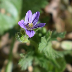 Erodium brachycarpum