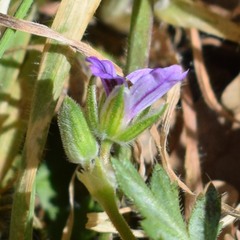 Erodium brachycarpum