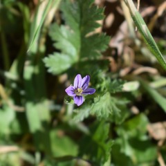 Erodium brachycarpum