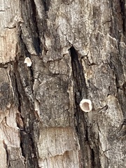 Aleurodiscus oakesii