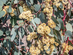 Eucalyptus polyanthemos