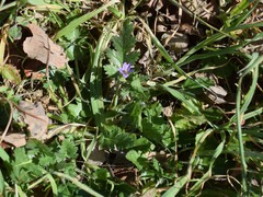 Erodium brachycarpum