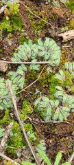 Riccia trichocarpa