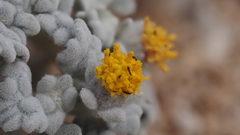 Psathyrotes ramosissima