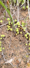 Asterella palmeri