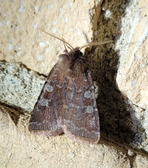 Cerastis tenebrifera