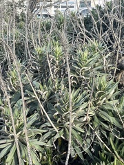 Echium candicans