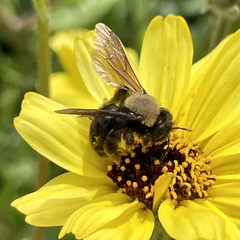 Melandrena