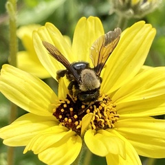 Melandrena