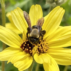 Melandrena