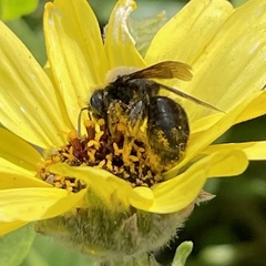 Melandrena