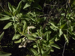 Eriodictyon crassifolium