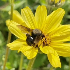 Melandrena