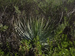 Hesperoyucca whipplei