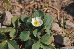 Fragaria cascadensis