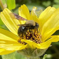 Melandrena